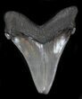 Huge Angustidens Tooth - Megalodon Ancestor #34362-1